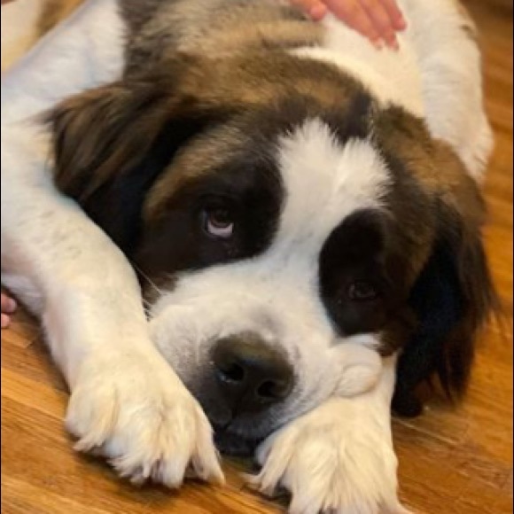 Meet your Posher, Olivia - Picture 1 of 1